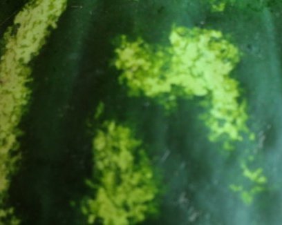 Приложение iWatermelon для iPhone: выбираем правильный арбуз